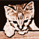 Paws Pet Reminders